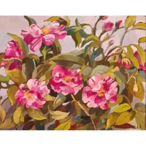 Claude Van de Walle N13 Roses Mundi bicolores blanches et rouges